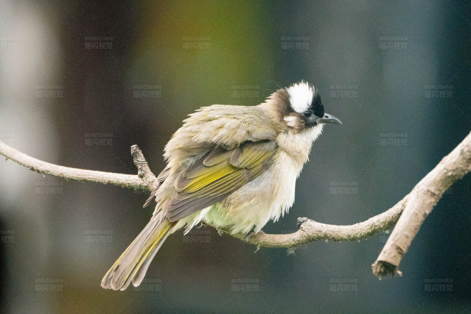 小鸟栖息枝头图片