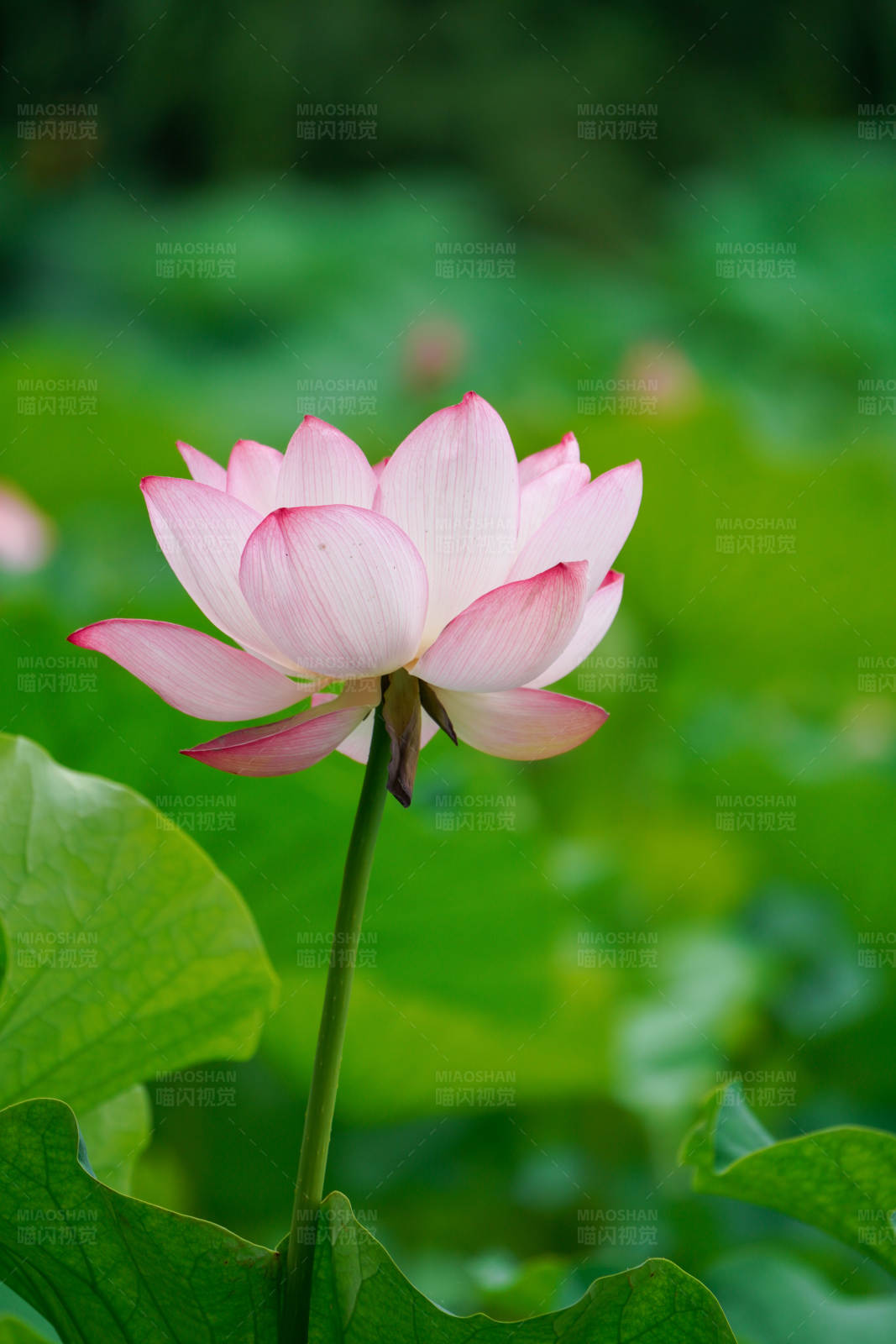 池塘中的粉红莲花图片