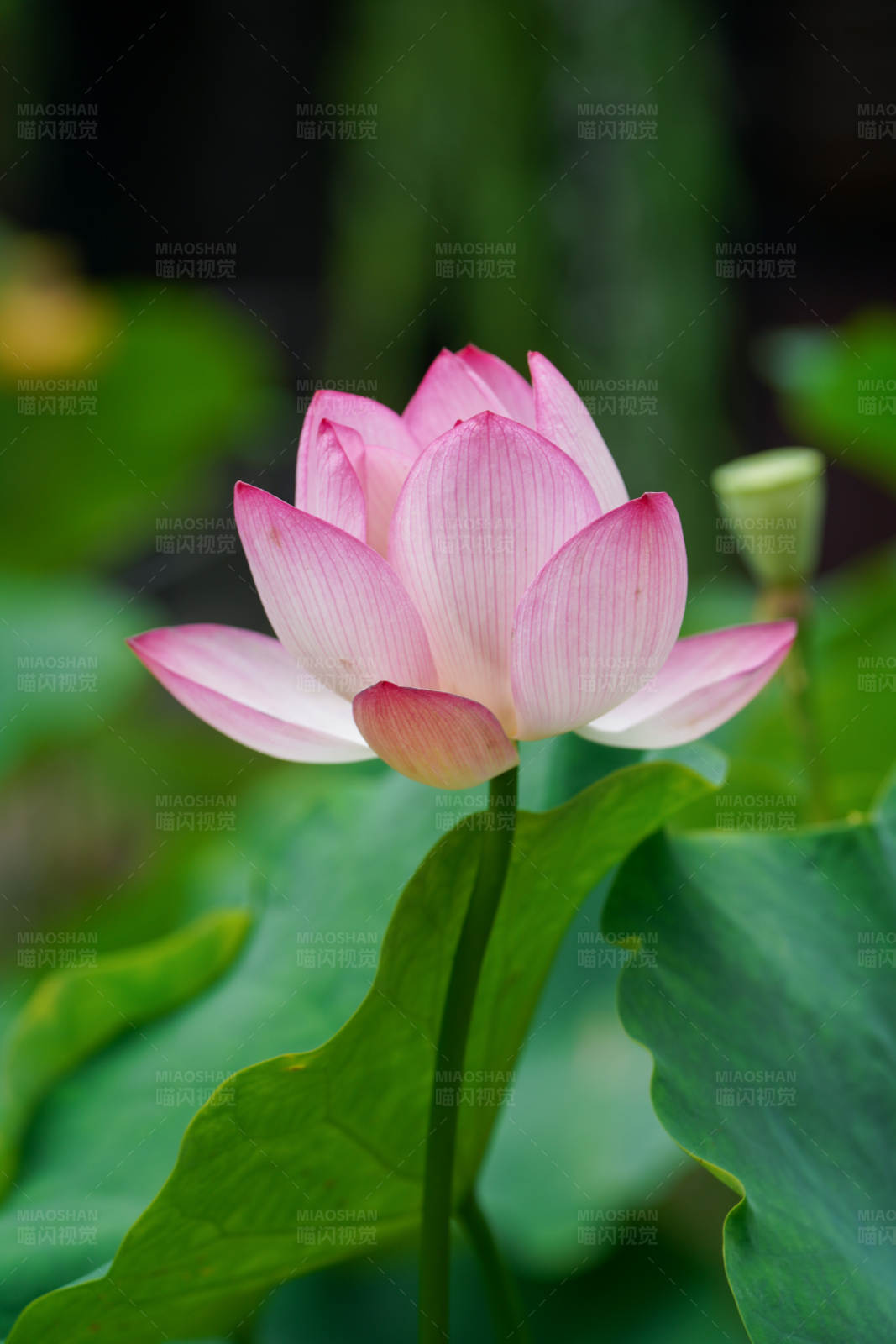 粉色莲花绽放图片