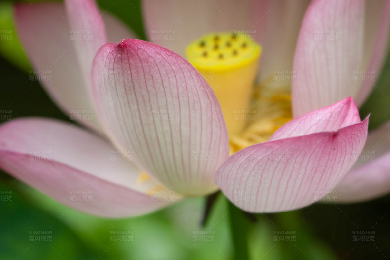粉色莲花特写图片