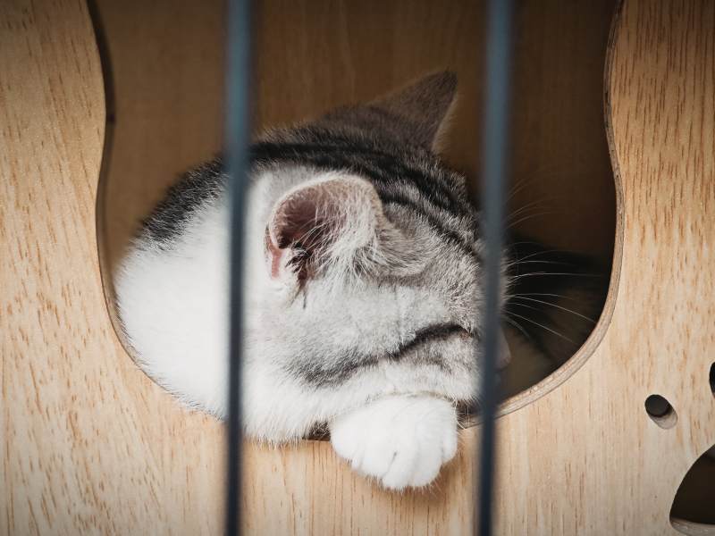 猫在吉他中安睡图片