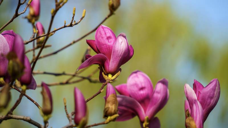 粉色木兰花绽放图片