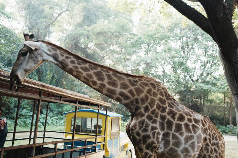 长颈鹿与观光车图片