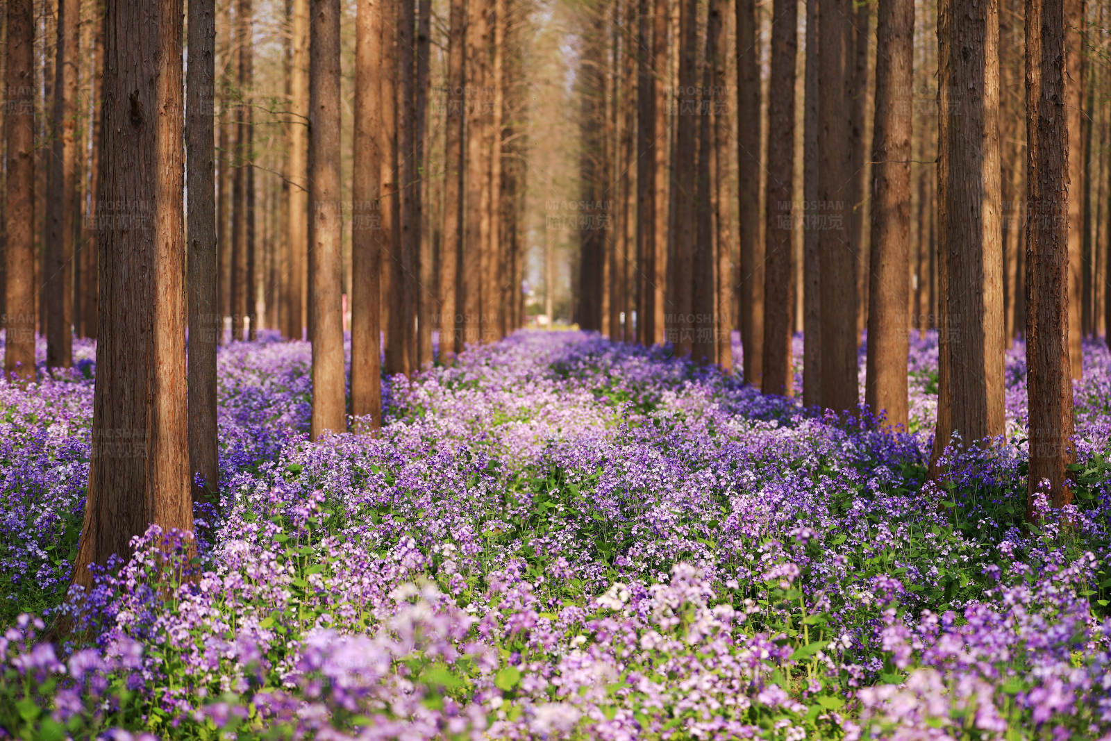 水杉林里的紫色二月兰花海图片