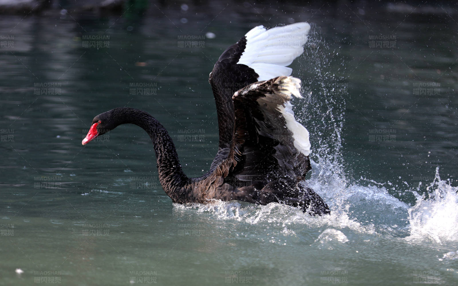 公园池塘里嬉戏的黑天鹅图片