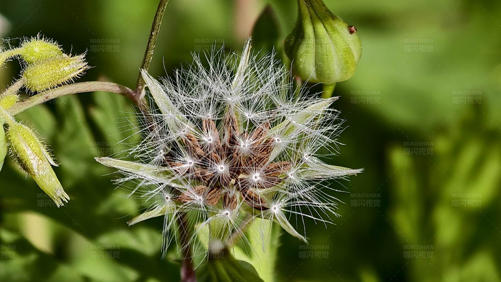 蒲公英的种子图片
