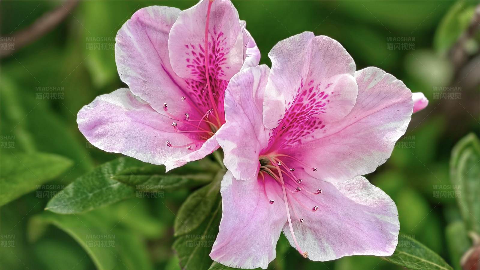 粉色杜鹃花图片