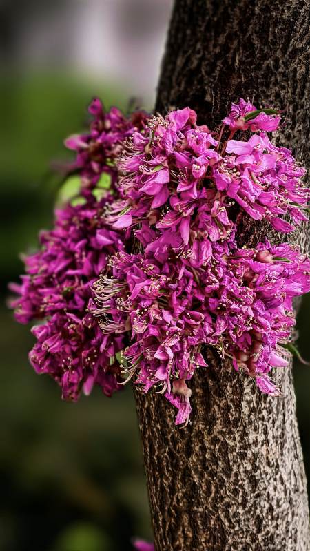 树干上的紫色花朵图片