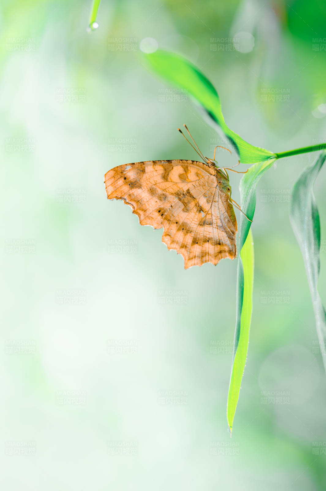 枯叶蝶的伪装艺术图片