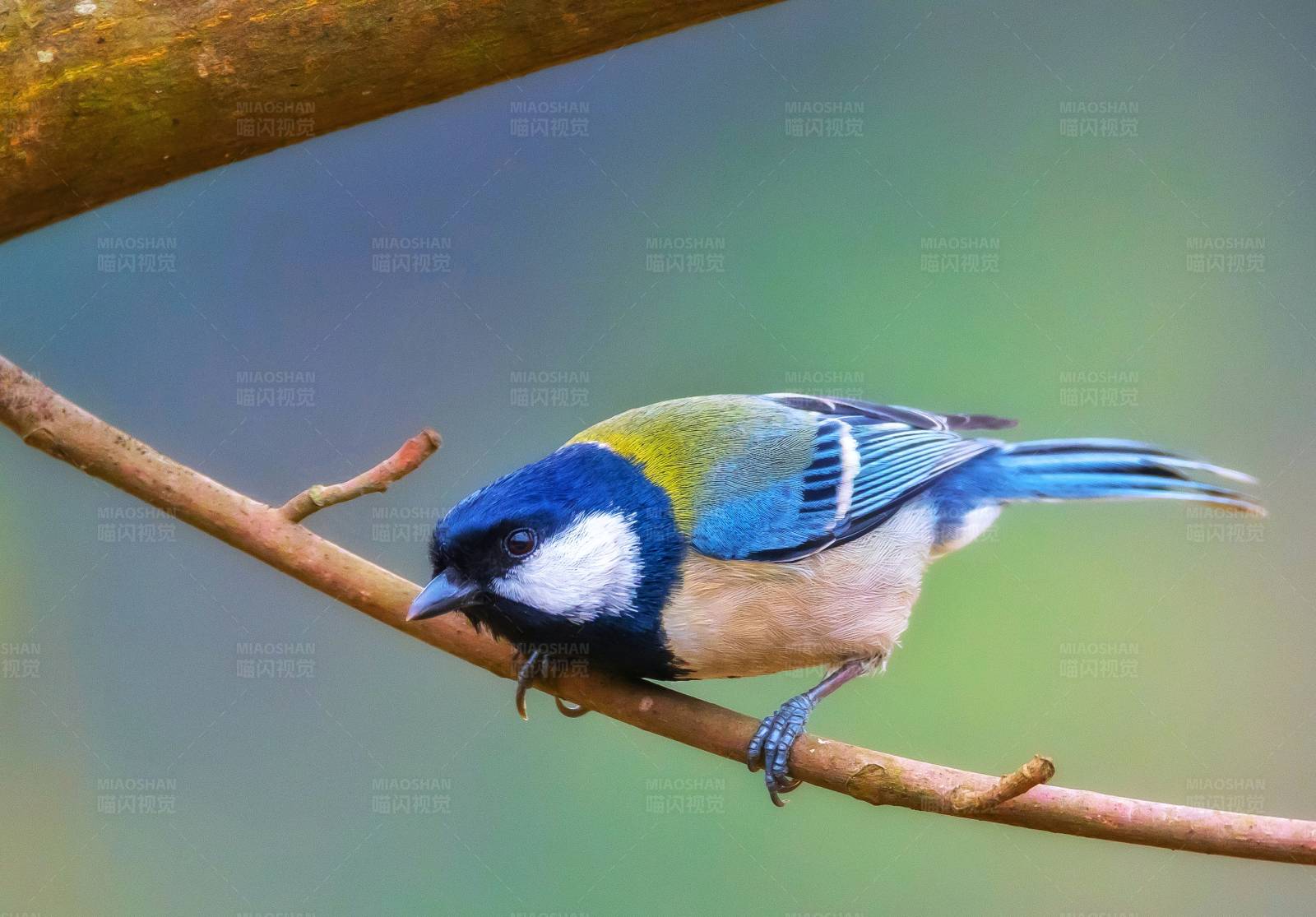 蓝羽小鸟栖枝头图片