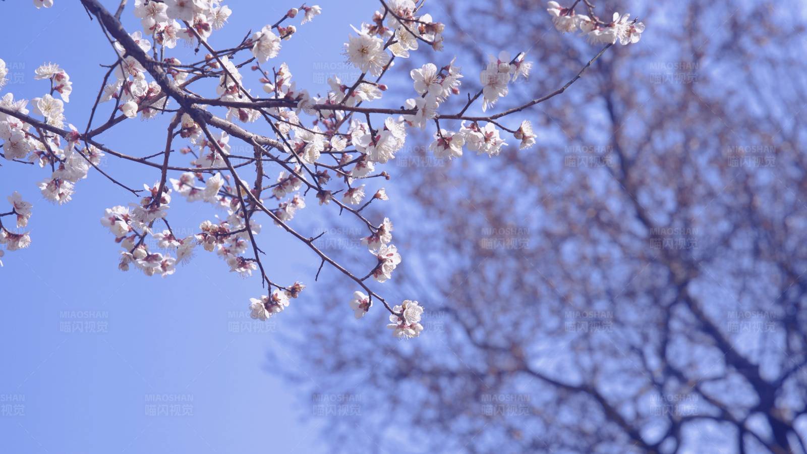春日樱花绽放图片