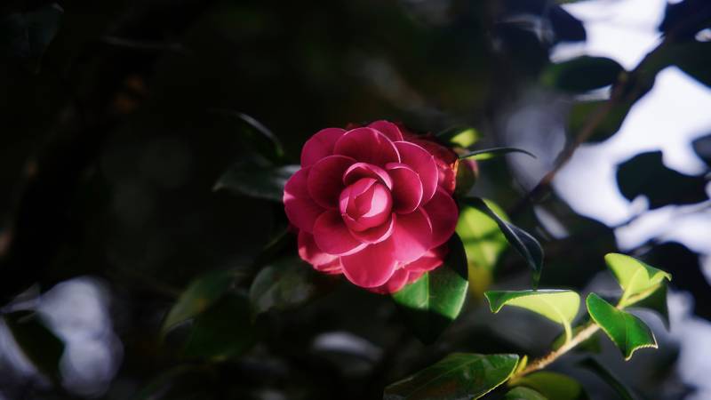 暗夜中的山茶花图片