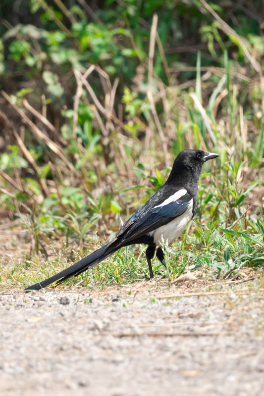 喜鹊栖息在草地上的景象图片