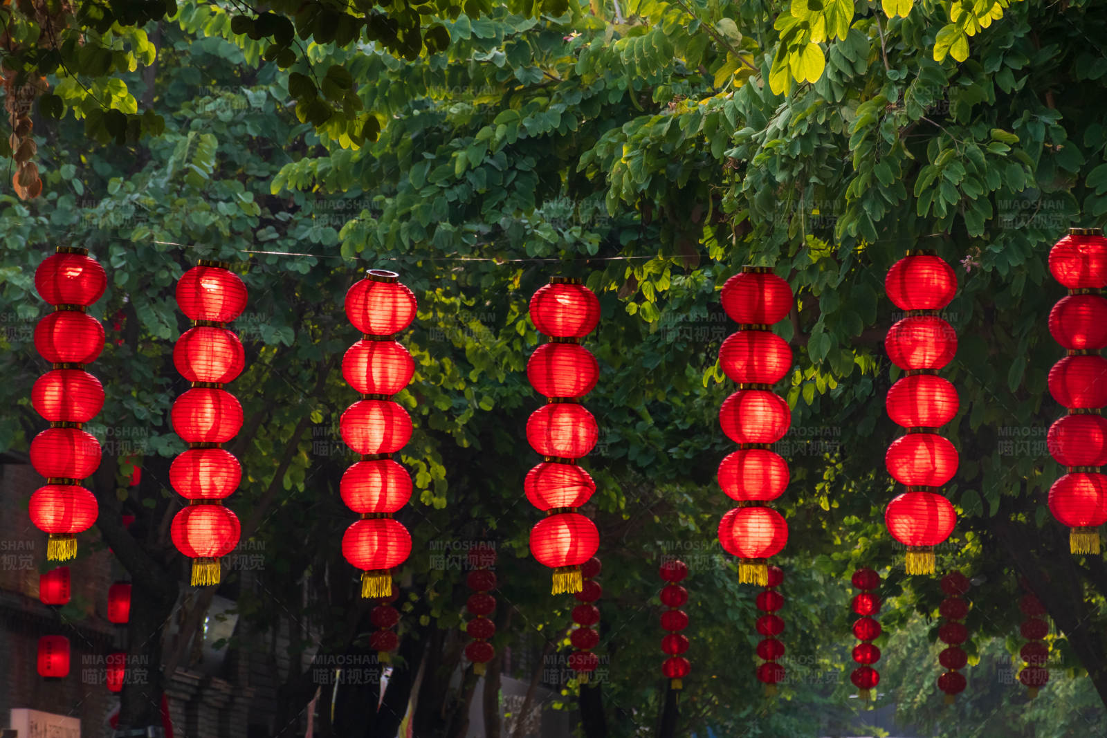 红灯笼挂满树图片