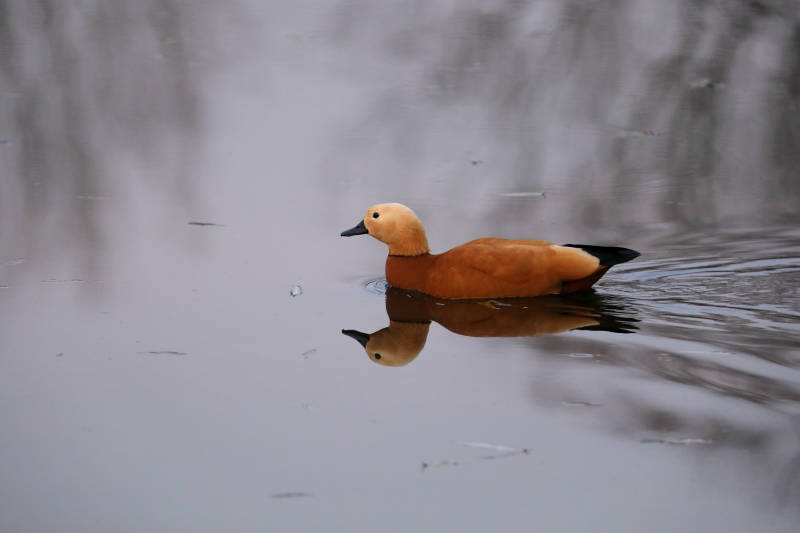 平静水面游弋的赤麻鸭图片