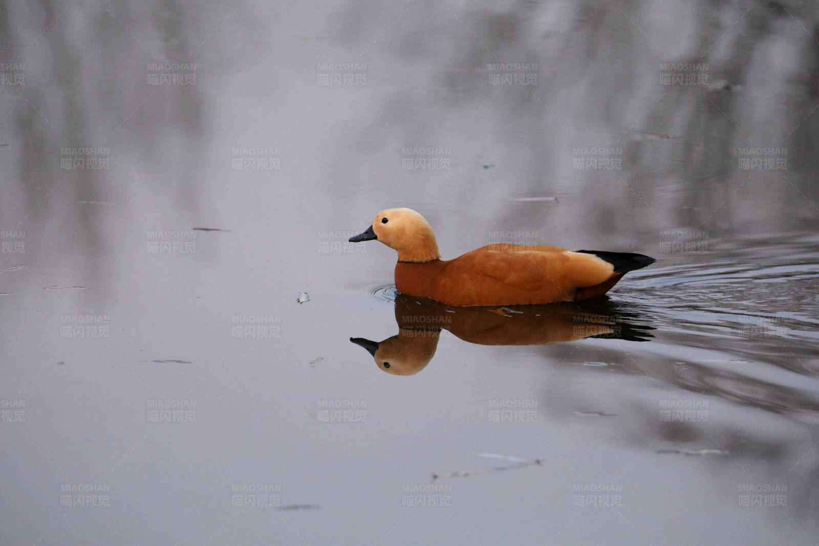 平静水面游弋的赤麻鸭图片