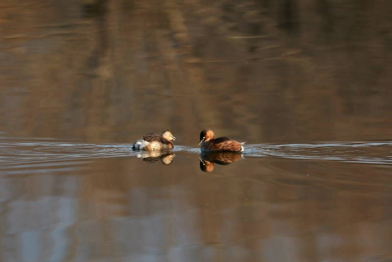 湖中游弋的两只小鸊鷉幼鸟图片