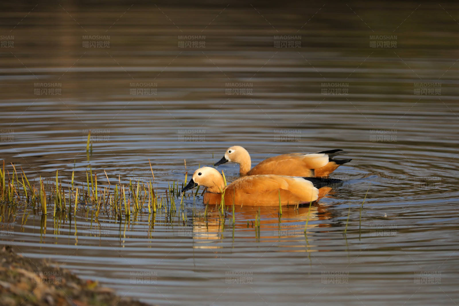 湖中觅食的赤麻鸭图片