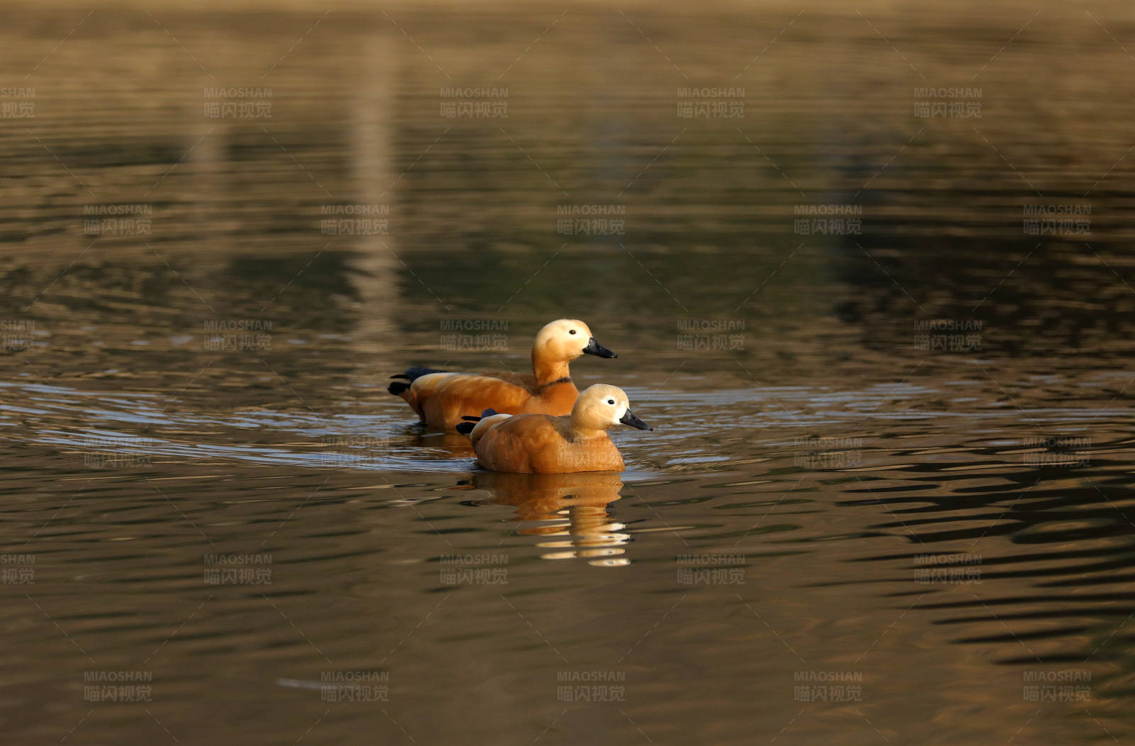 湖中成双成对的赤麻鸭图片