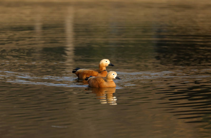 湖中成双成对的赤麻鸭图片