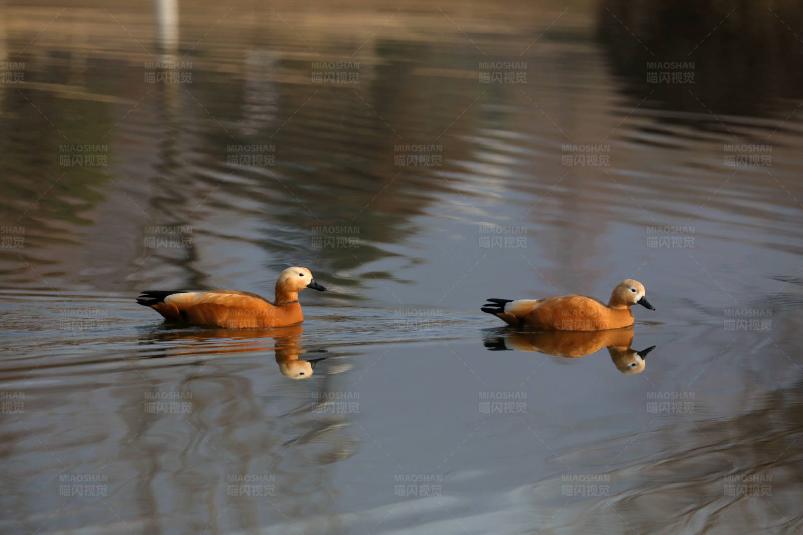 水面游弋的两只赤麻鸭图片
