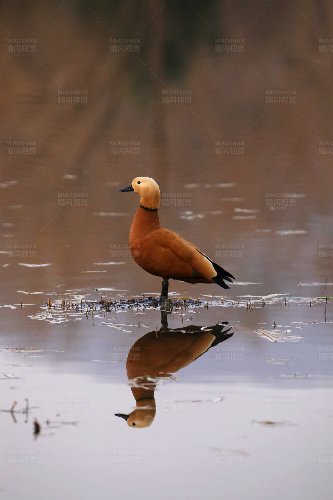 水中孤鸟 倒影成双图片