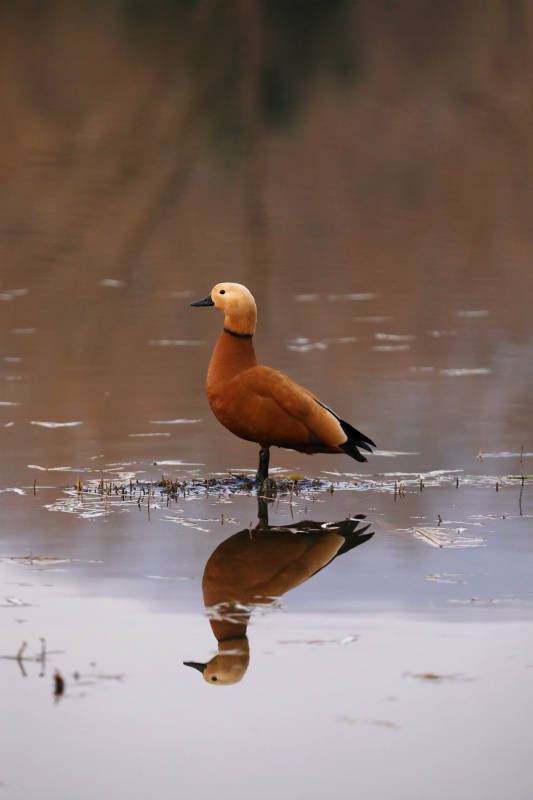 水中孤鸟 倒影成双图片
