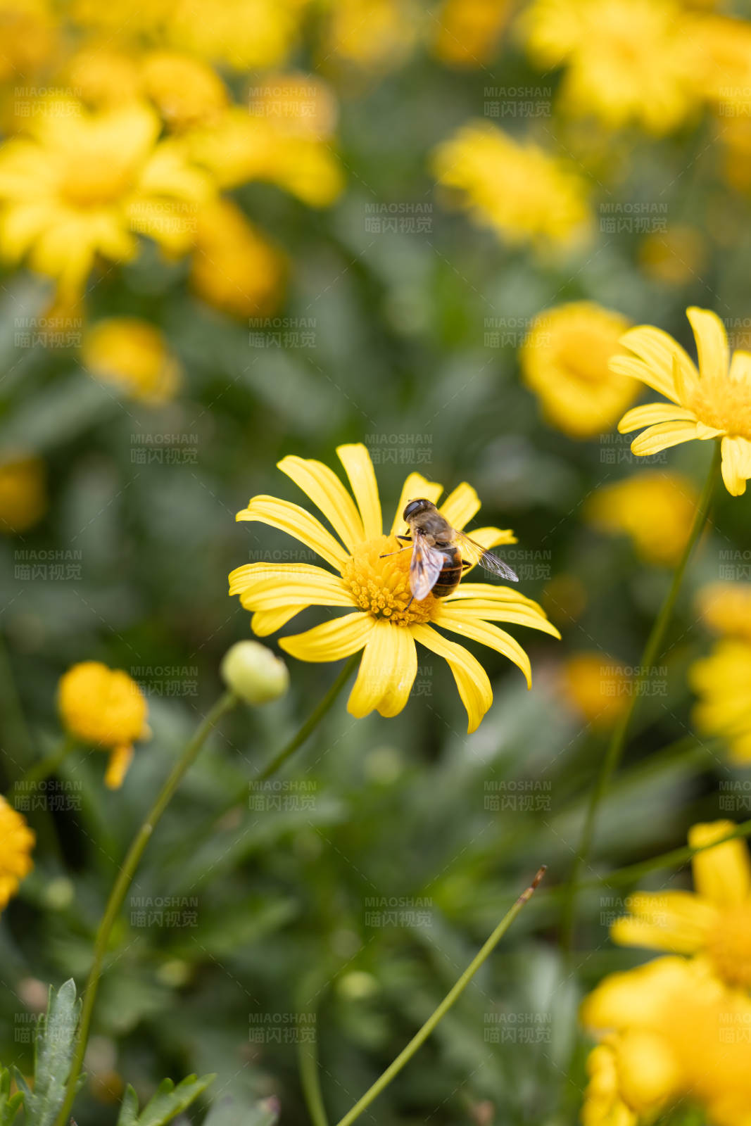 蜜蜂采蜜黄花间图片
