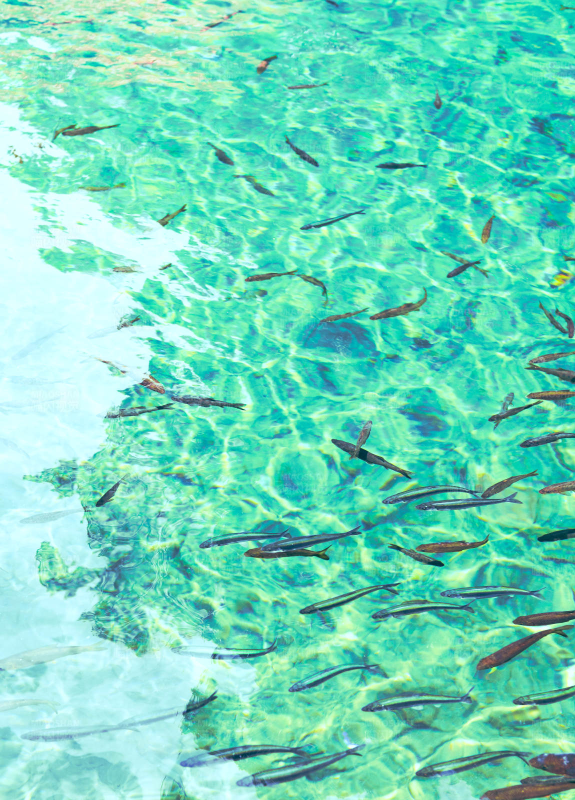 鱼群游弋清澈水底图片
