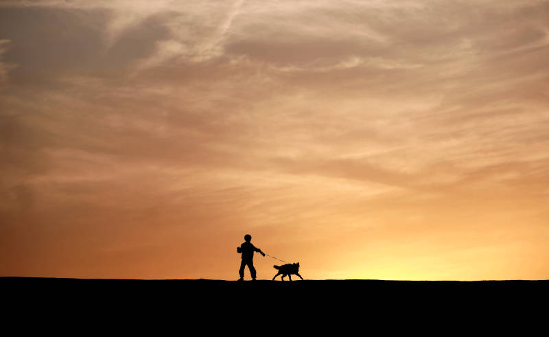 夕阳下的剪影 孩子与狗图片