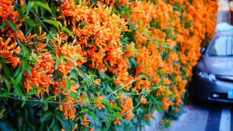 橙花墙与静谧街图片