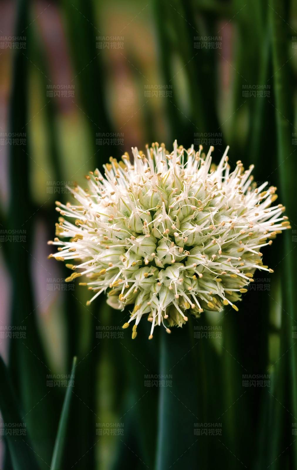 葱花绽放图片