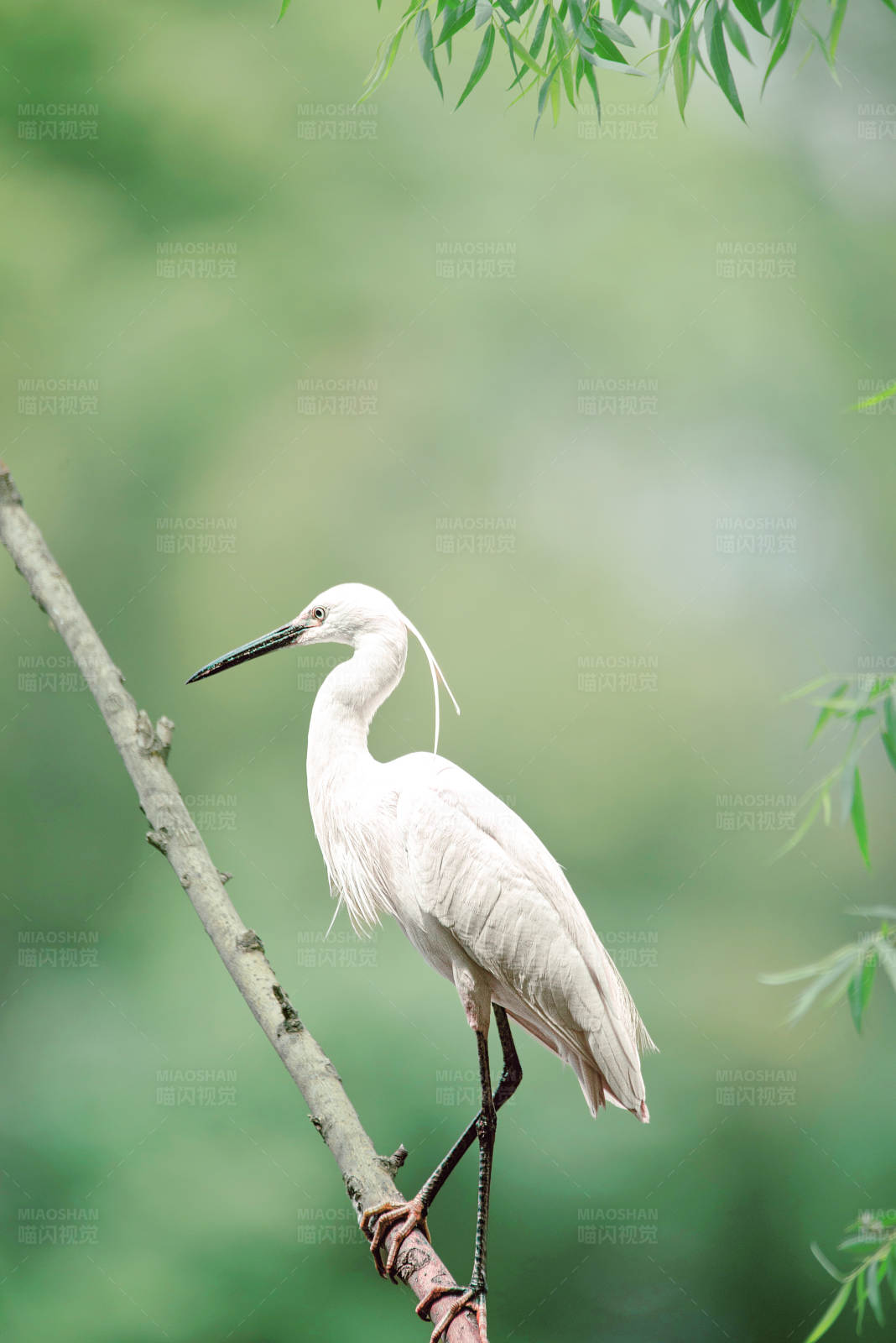 白鹭栖息图片