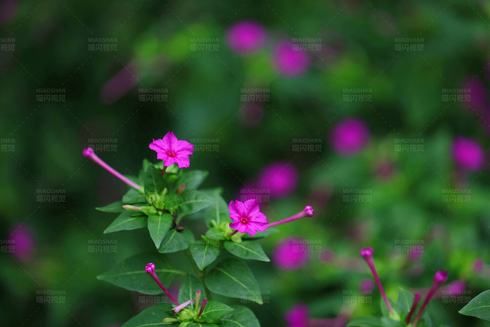 紫茉莉的美丽瞬间图片