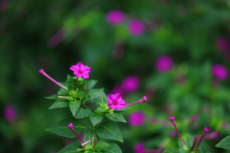 紫茉莉的美丽瞬间图片