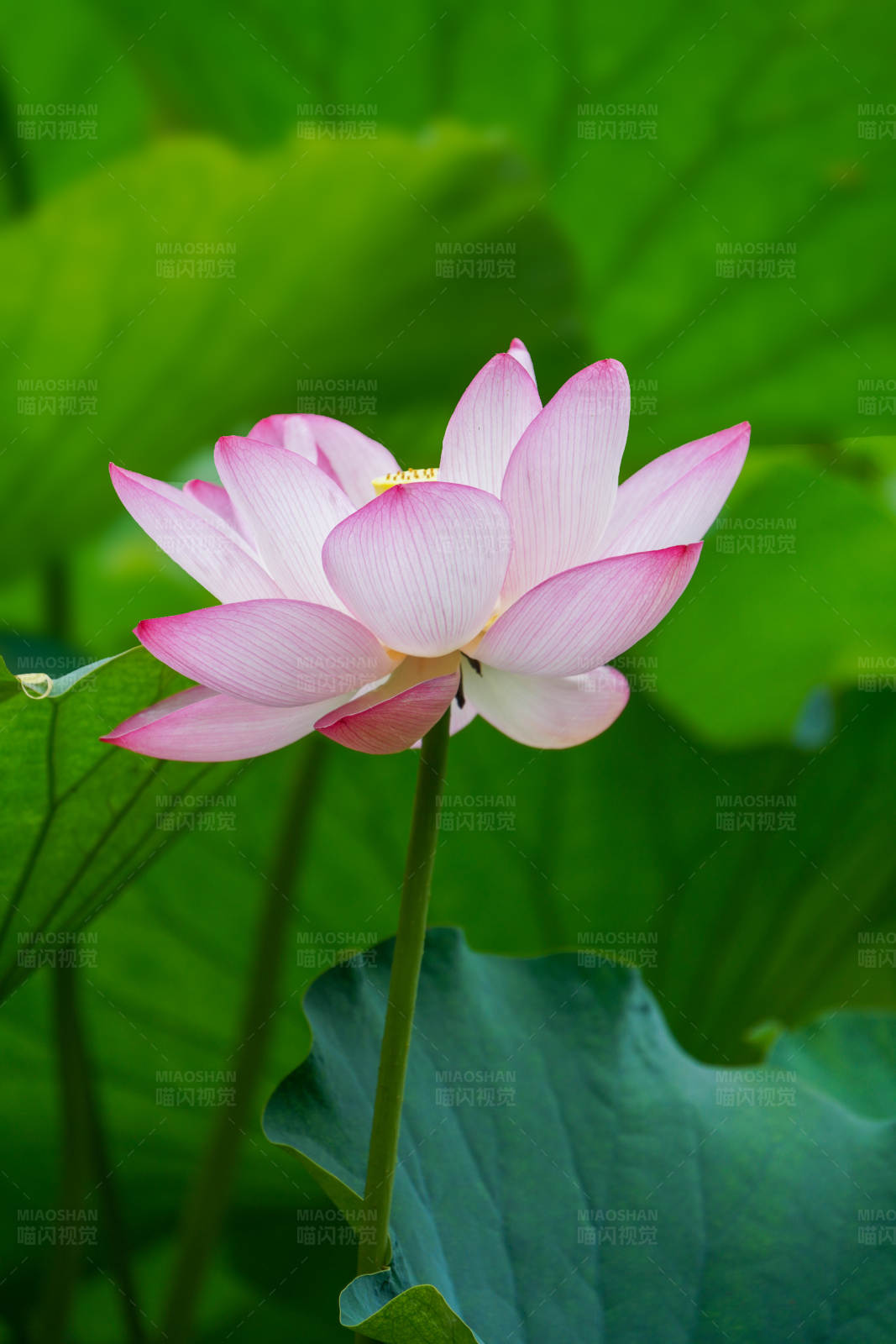 粉色莲花绽放图片