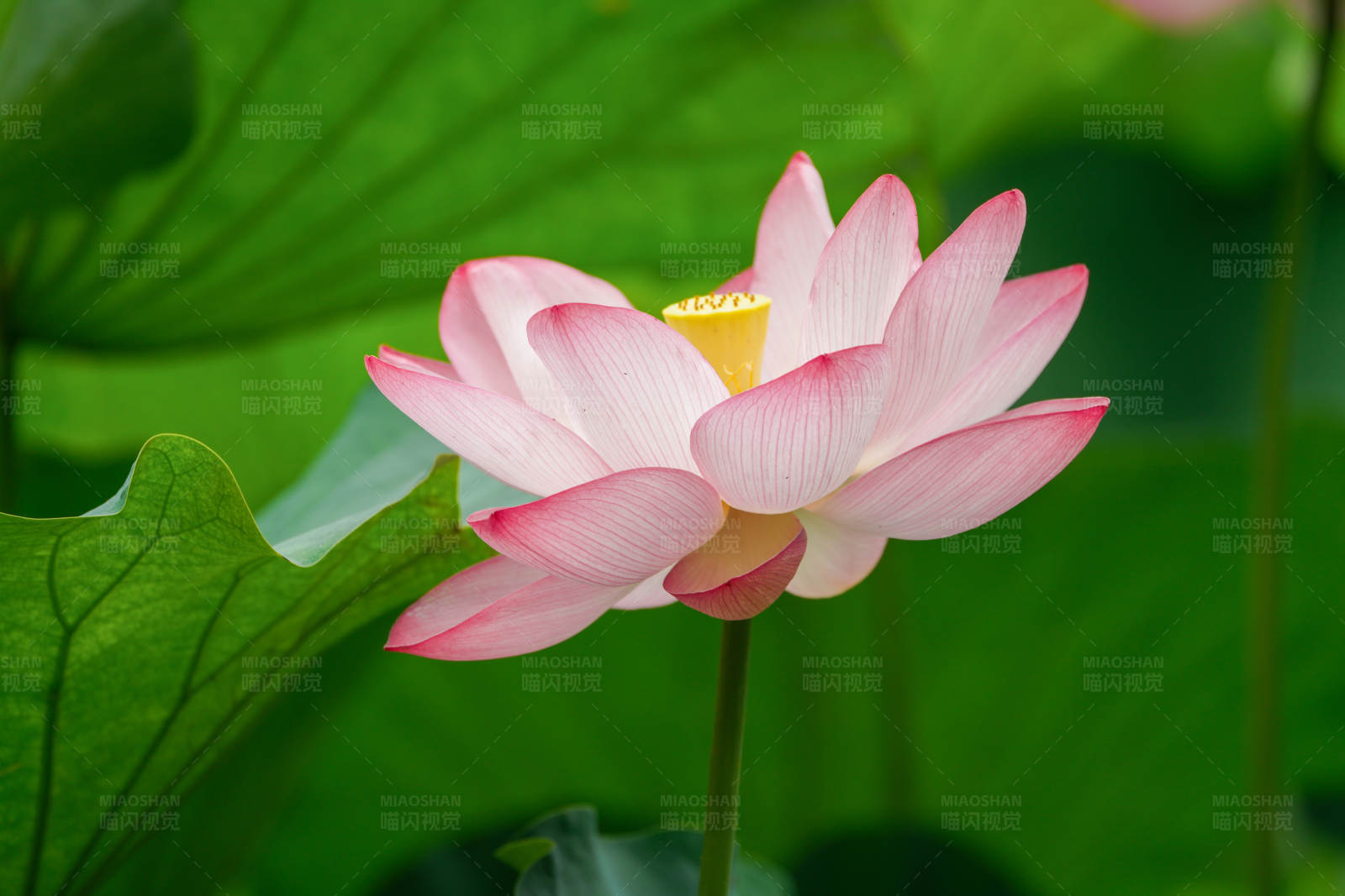 粉色莲花绽放图片