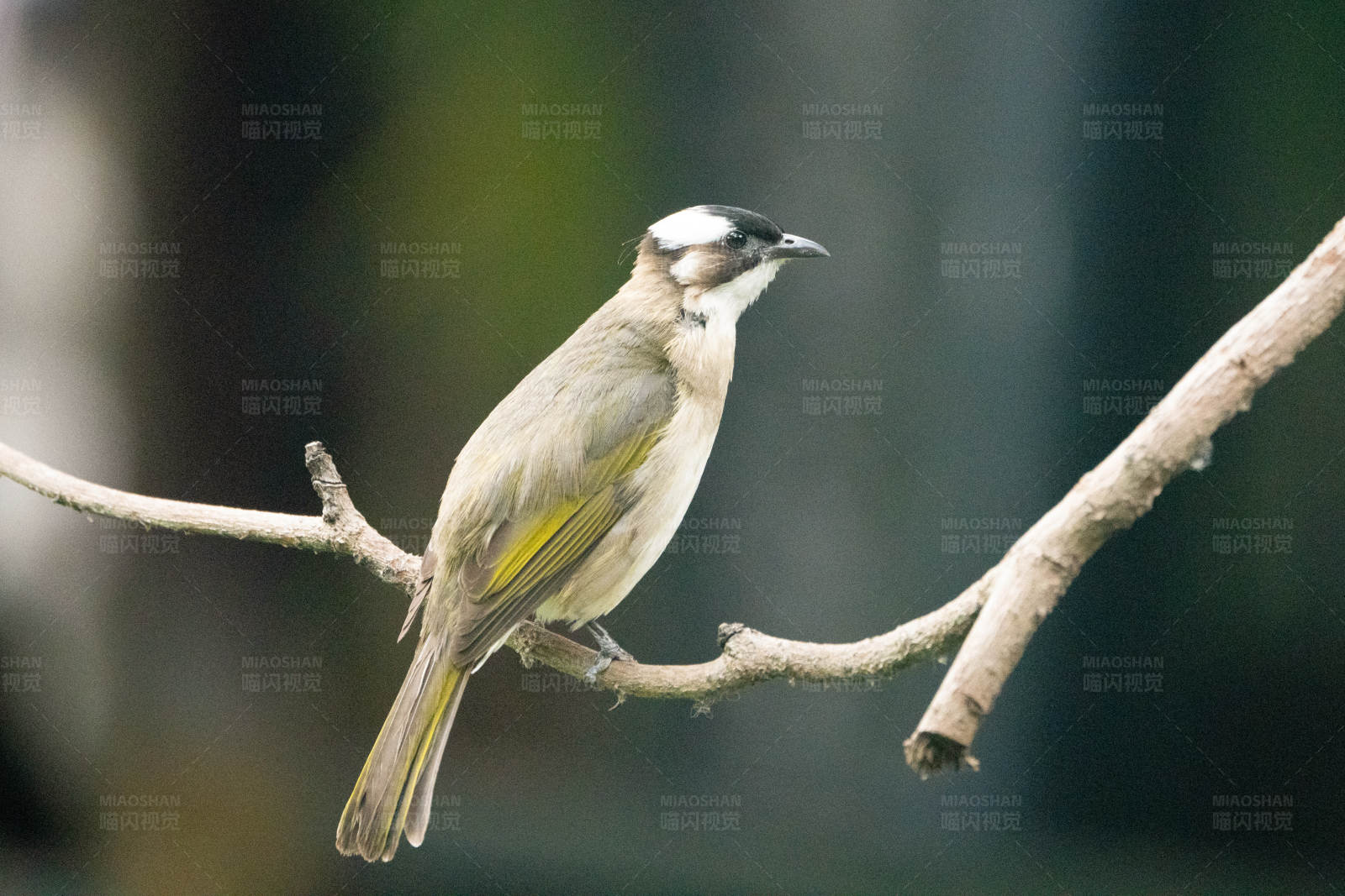 小鸟栖息枝头图片