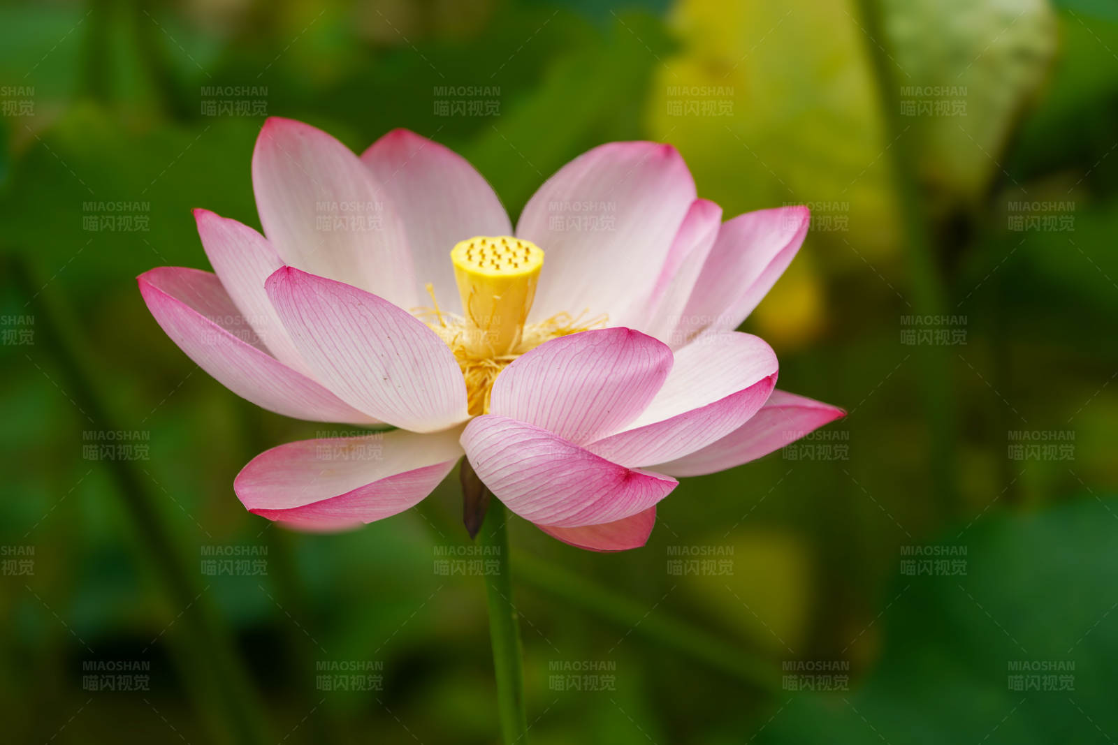 粉色莲花绽放图片