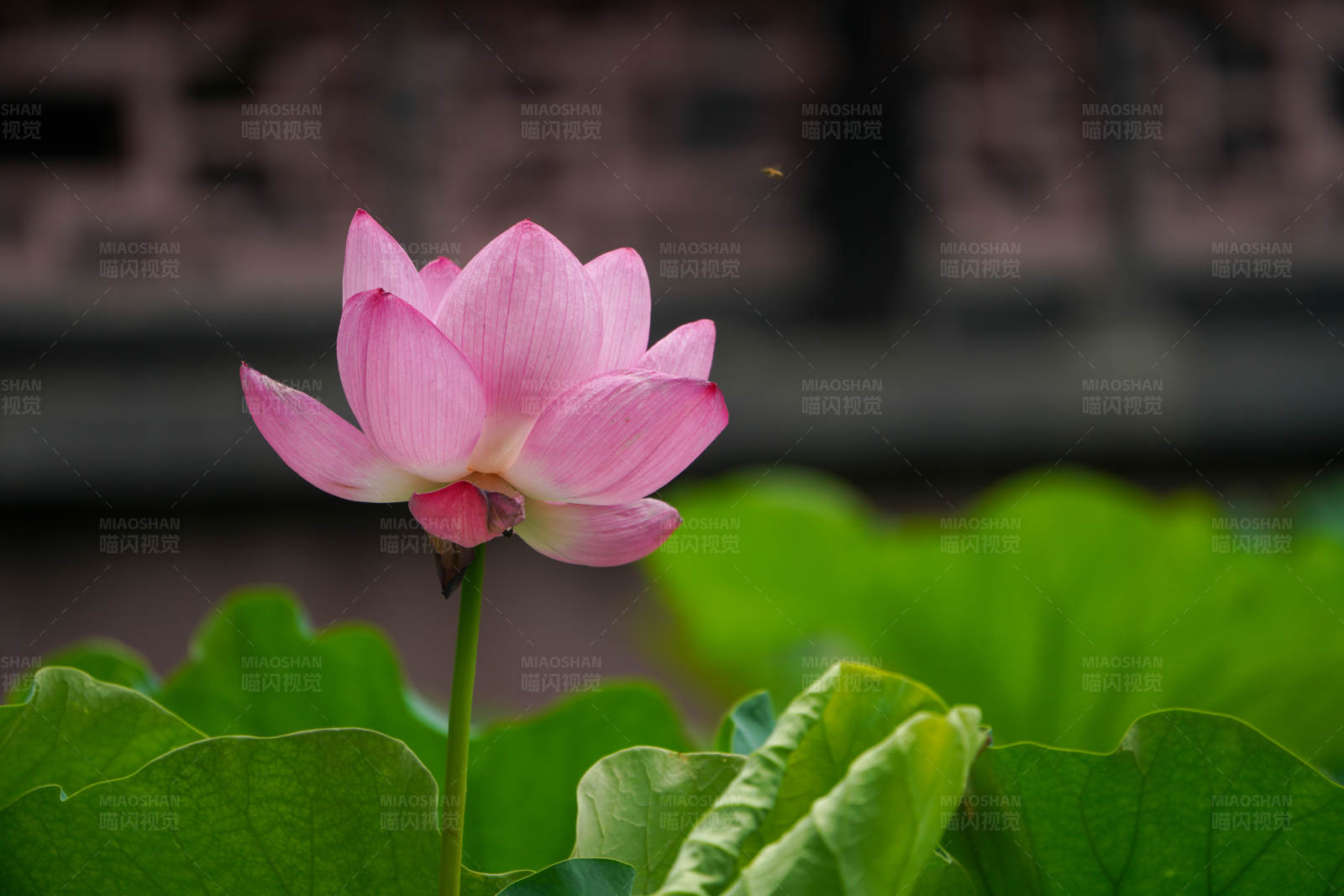 池塘中的粉红莲花图片