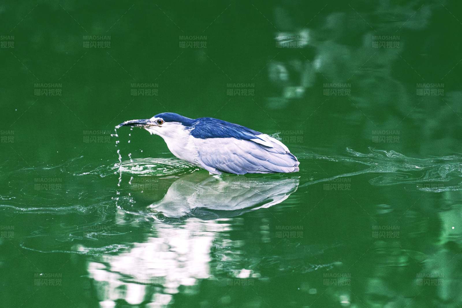 水中捕食的鸟图片