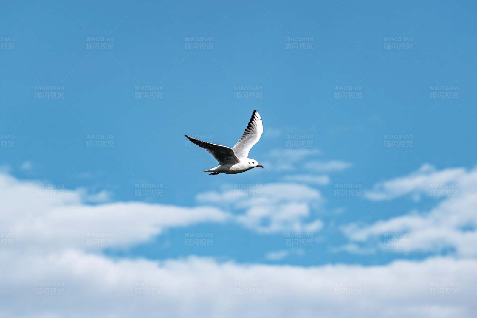 海鸥翱翔蓝天图片