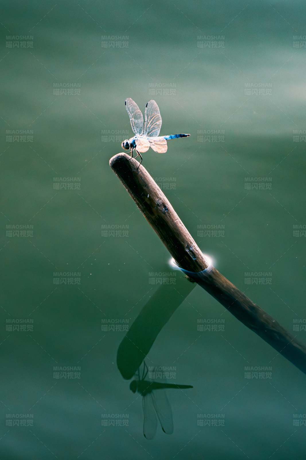 蜻蜓栖息图片