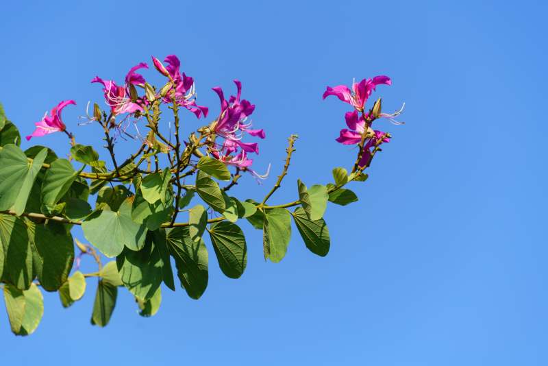 紫荆花蓝天背景图片