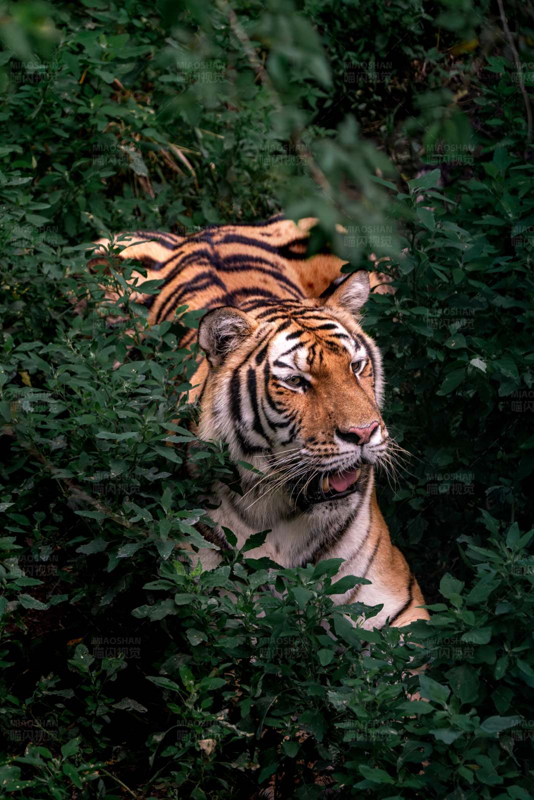 丛林中的老虎图片