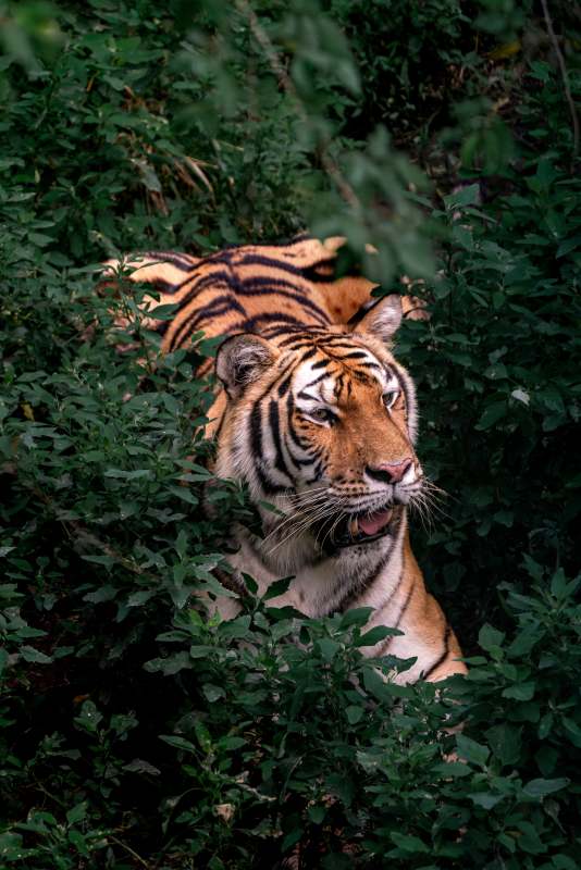 丛林中的老虎图片