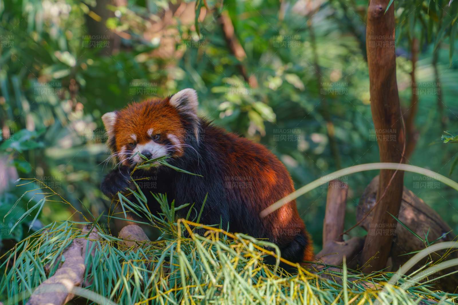 小熊猫在竹林中图片