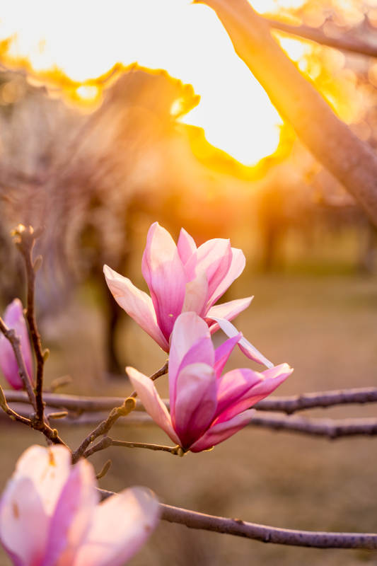 夕阳下的木兰花图片