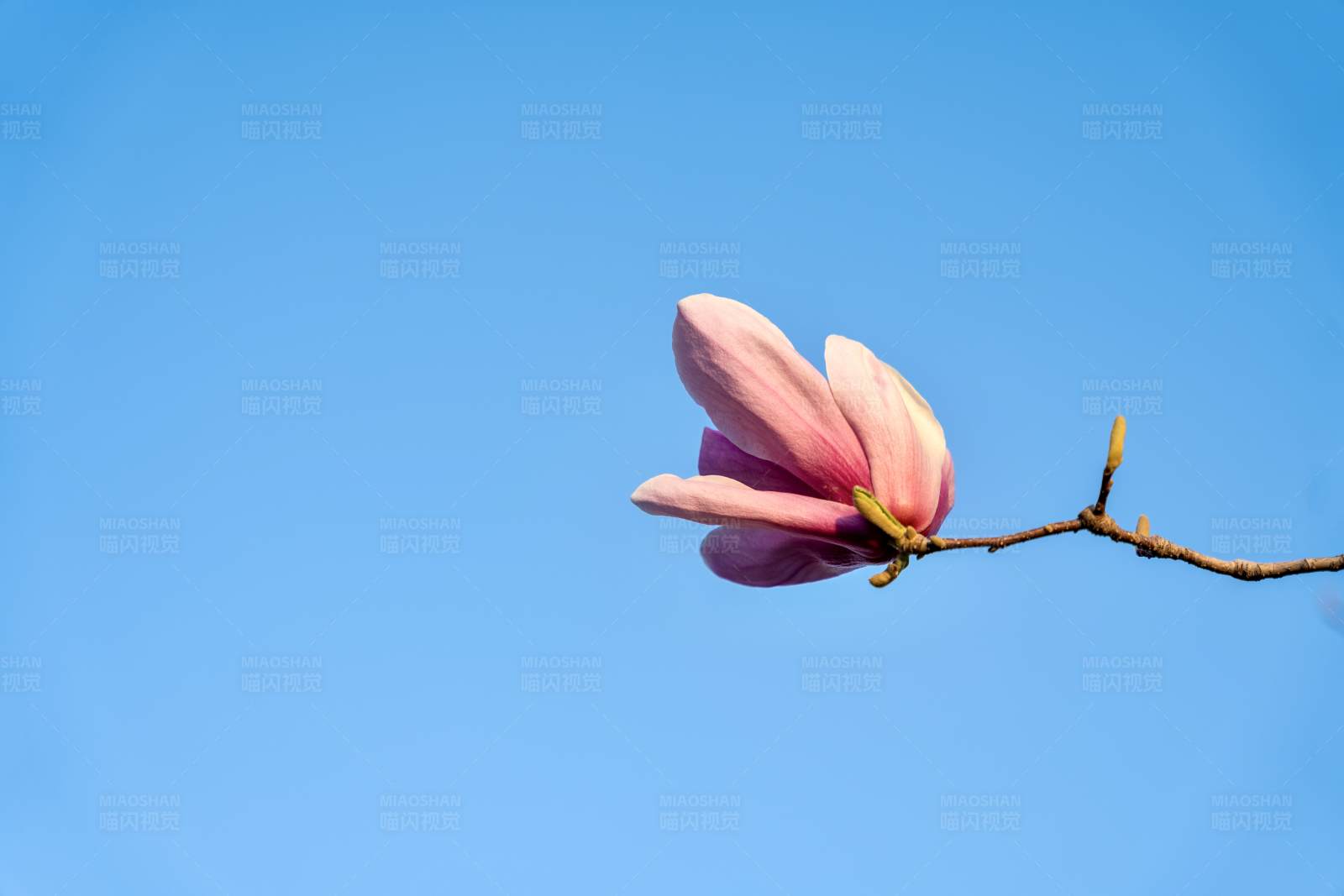 蓝天下的粉红花朵图片