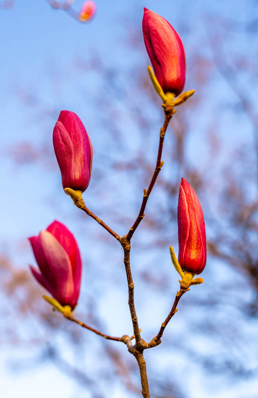 春天的木兰花花蕾图片